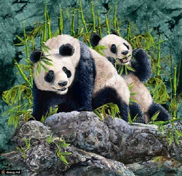 Тест на сообразительность – посчитайте пандочек.