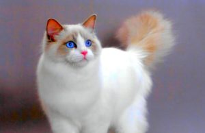 Корм для кошки: рекомендации ветеринара