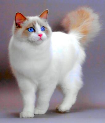 Корм для кошки: рекомендации ветеринара