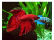 Как правильно кормить аквариумных рыбок?