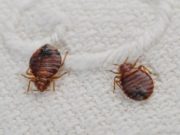 Эффективные методы борьбы с клопами