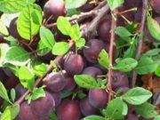 Где следует покупать саженцы плодовых деревьев?