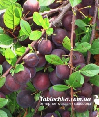 Где следует покупать саженцы плодовых деревьев?