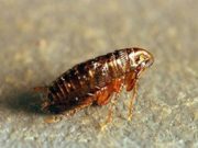 Как избавиться от земляных блох в квартире?