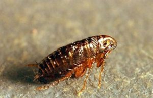 Как избавиться от земляных блох в квартире?