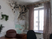 Что мы знаем про плесень: опасности и пути уничтожения