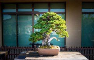 Бонсай — дерево не только для японских интерьеров