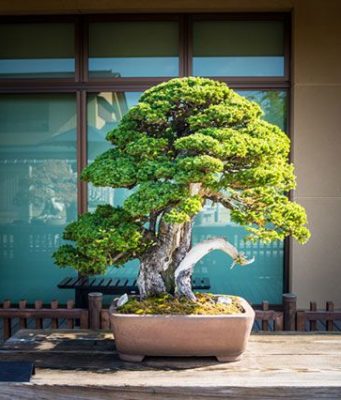 Бонсай — дерево не только для японских интерьеров
