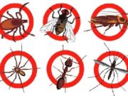 С чего начать борьбу с насекомыми?