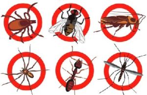 С чего начать борьбу с насекомыми?