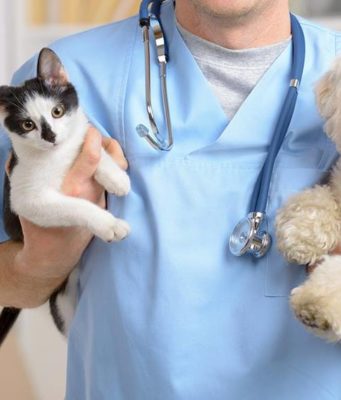 Какие услуги предоставляют ветклиники?