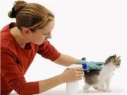 Как уберечь питомца от стресса