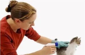 Как уберечь питомца от стресса