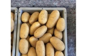 Семенной картофель Прада: плюсы и минусы посадки