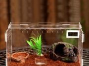 Замечательный подарок любопытному ребёнку — террариум для улиток