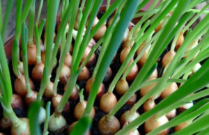 Лук-севок: Особенности ухода