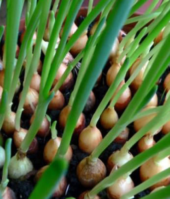 Лук-севок: Особенности ухода