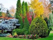 Помощь в выборе садовых растений