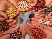 Как выбирать семена овощей?