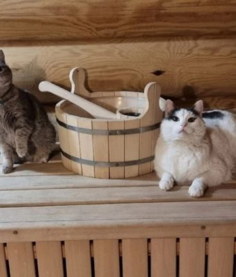 В Питере откроют сауну для кошек и собак