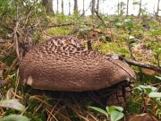 В лесах Ленобласти появились съедобные «лоси» (фото)