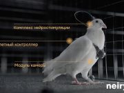 В России создали голубей-биодронов