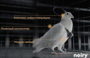 В России создали голубей-биодронов
