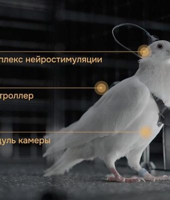 В России создали голубей-биодронов