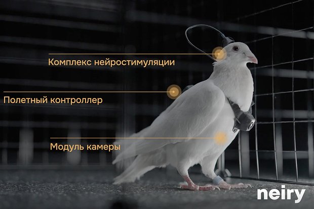 В России создали голубей-биодронов