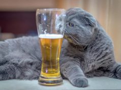 Нейросеть проследит за свежестью пива