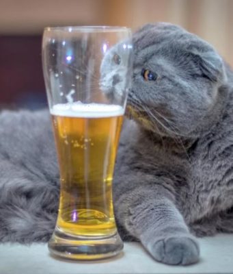 Нейросеть проследит за свежестью пива