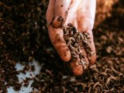 Белок из насекомых: как взлетел биотехнологический сибирский стартап