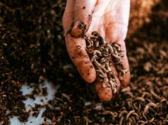 Белок из насекомых: как взлетел биотехнологический сибирский стартап