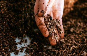 Белок из насекомых: как взлетел биотехнологический сибирский стартап