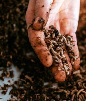 Белок из насекомых: как взлетел биотехнологический сибирский стартап