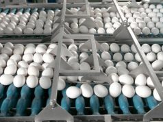 Удары ВСУ по птицефабрике в Ленобласти не повлияли на ее работу