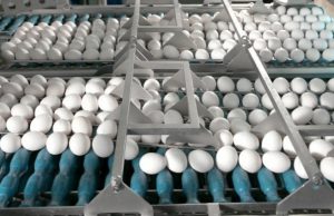Удары ВСУ по птицефабрике в Ленобласти не повлияли на ее работу